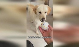 狗子最新爆料,揭秘娱乐圈幕后真相