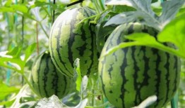 吃瓜中国真假视频大全免费观看,吃瓜中国免费观看大全